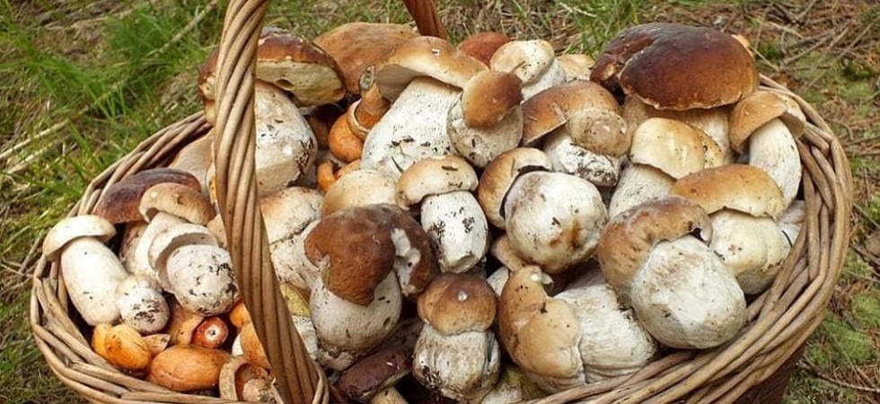 Funghi commestibili? Torna in piazza Vittoria la casetta del servizio micologico: consulenze gratuite ai cittadini